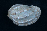 藏品(大楊桃螺)的圖片